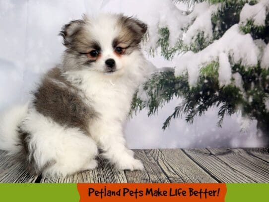 [#2087] Black / White Male Pomeranian Puppies For Sale