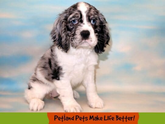 [#1850] Blue Roan Female Cocker Spaniel Puppies For Sale