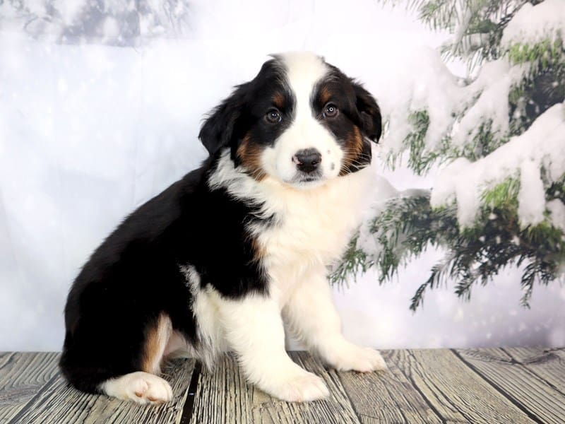 Available Pets - Page 8 of 11 - Petland Oklahoma City & Tulsa