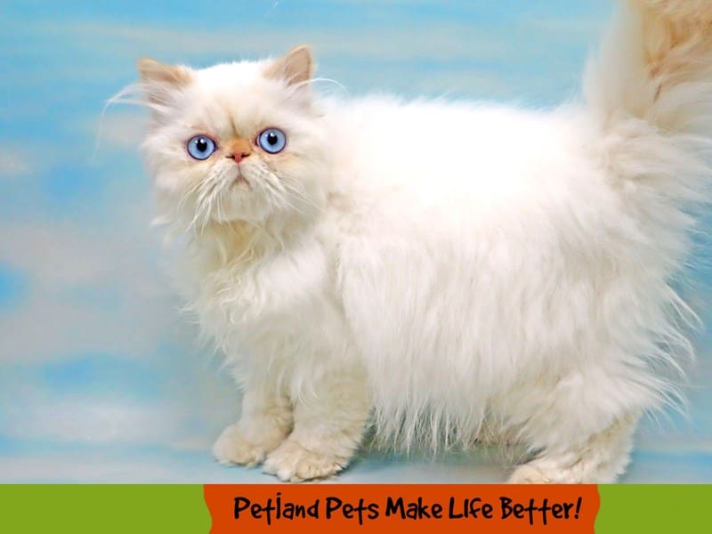 Kittens for Sale Petland Oklahoma City & Tulsa
