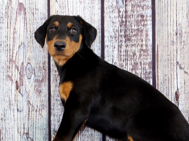 Available Pets - Page 4 of 10 - Petland Oklahoma City & Tulsa