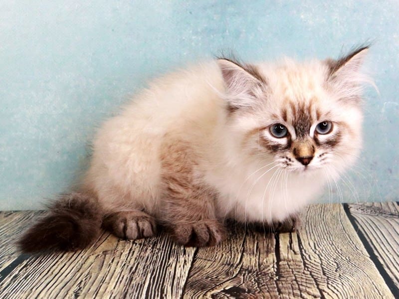 Kittens for Sale Petland Oklahoma City & Tulsa