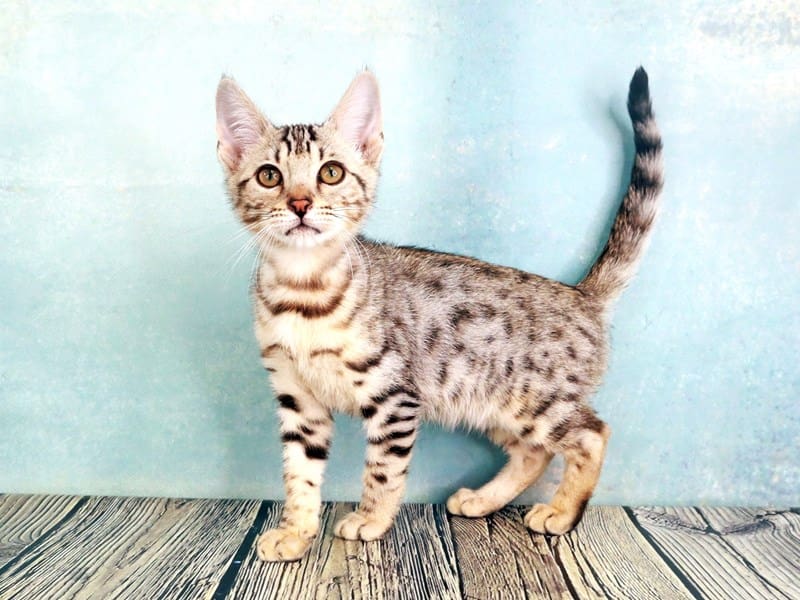 Kittens for Sale Petland Oklahoma City & Tulsa
