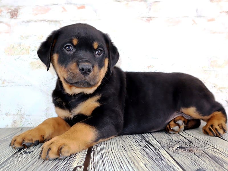 Rottweiler Puppies For Sale Petland Oklahoma City & Tulsa