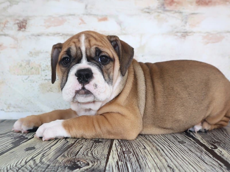 Victorian Bulldog For Sale Petland Oklahoma City & Tulsa