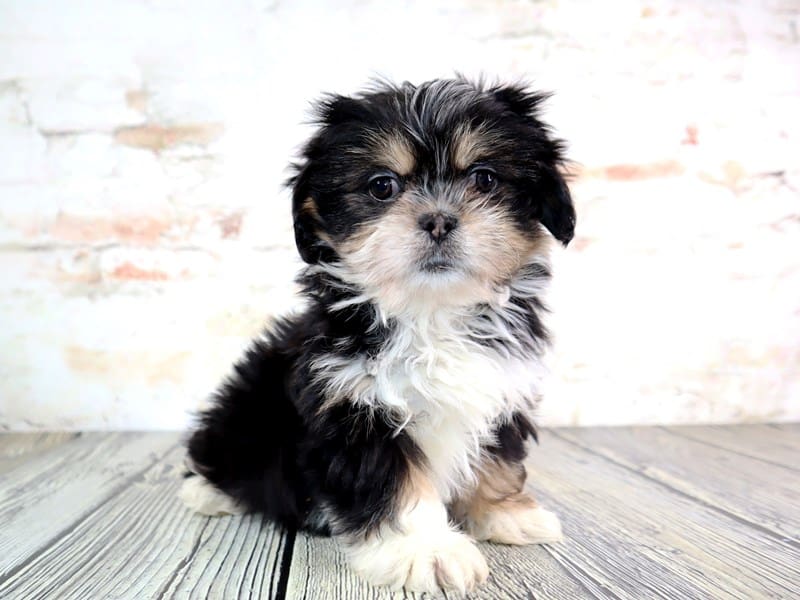 Available Pets - Page 7 of 10 - Petland Oklahoma City & Tulsa