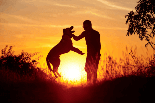 Exploring the Future: AI and Smart Technology for Pets