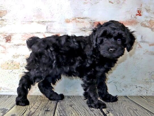 Schnoodle Puppies For Sale - Petland Oklahoma City &amp; Tulsa