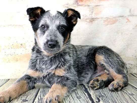[#3161] Cowgirl - Blue Female Australian Cattle Dog Puppies For Sale