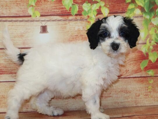 [#2784] Hailey - White Female Bernedoodle Mini 2nd Gen Puppies For Sale