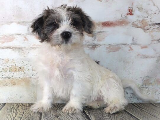 [#3090] Jasper - Merle Male Yochon Puppies For Sale