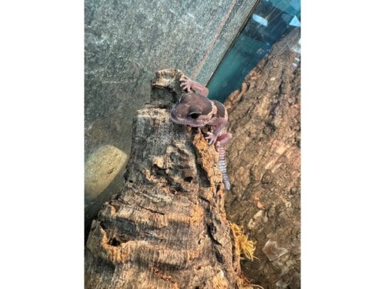 [#R074] Mugsy - African Fat-tailed Gecko Reptiles For Sale