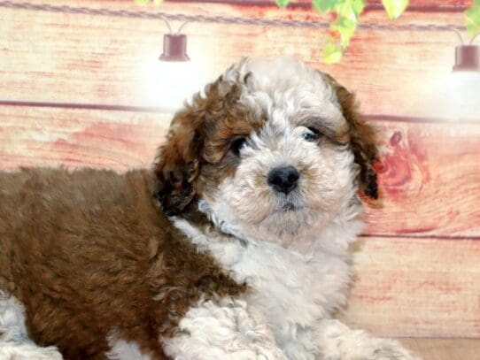 [#2790] Zara - Sable Female Bernedoodle Puppies For Sale