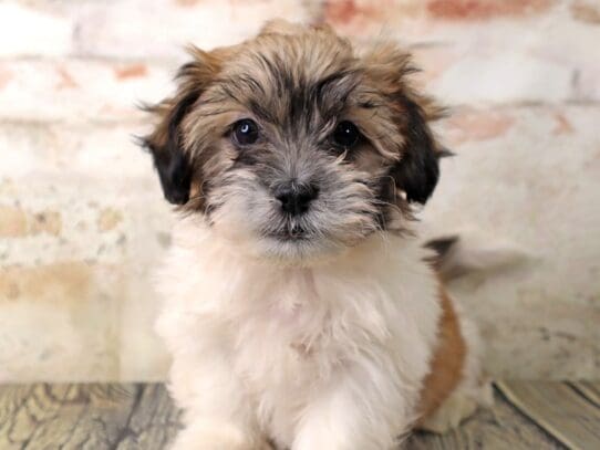 [#3164] Ted - Chocolate / White Male Teddy Bear Puppies For Sale