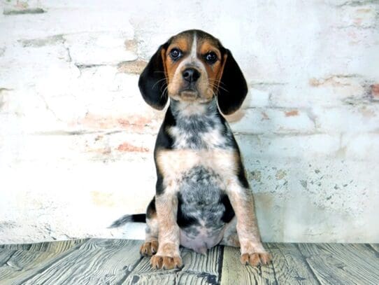 [#3174] Duke - Black Tan and Blue Ticked Male Beagle Puppies For Sale