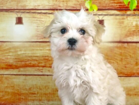 [#2808] Elsa - Cream Female Havanese Puppies For Sale