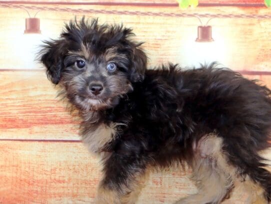 [#2819] Toby - Black and Tan Male Toy Aussie Poo Puppies For Sale