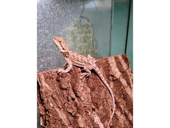 [#R077]  - Bearded Dragon Reptiles For Sale
