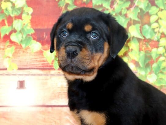 [#2824] Hazel - Black / Tan Female Rottweiler Puppies For Sale