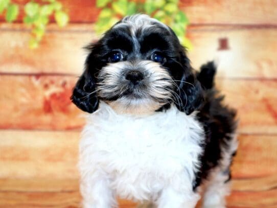 [#2825] Oreo - Black / White Female Shihpoo Puppies For Sale