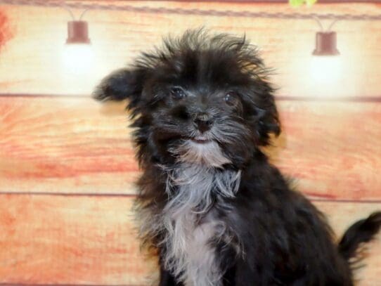 [#2834] Tramp - Black / White Male Morkie Puppies For Sale