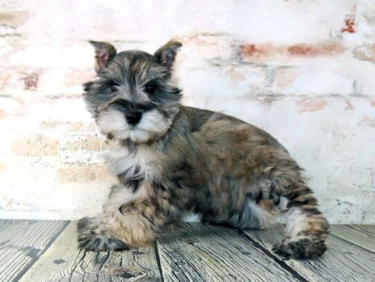 [#3182] Juliet - Salt / Pepper Female Miniature Schnauzer Puppies For Sale