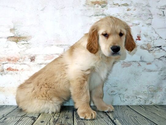 [#3193] Hobbs - Light Golden Male Golden Retriever Puppies For Sale