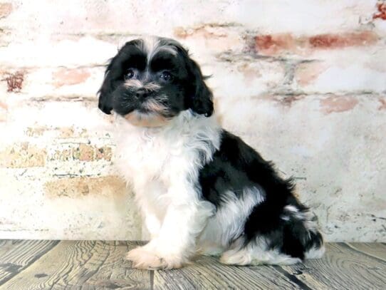 [#3194] Iris - Black / White Female Shihpoo Puppies For Sale