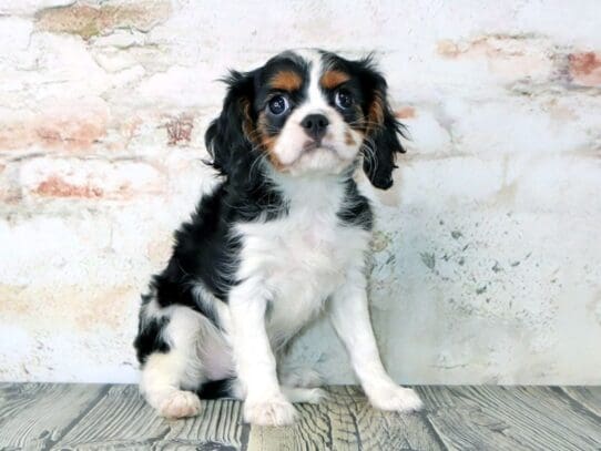 [#3205] Iris - Tri-Colored Female Cavalier King Charles Spaniel Puppies For Sale