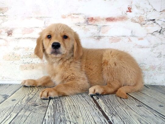 [#3209] Barkley - Golden Male Golden Retriever Puppies For Sale