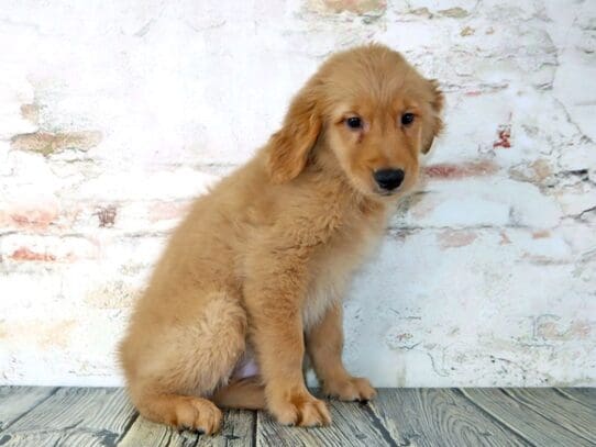 [#3210] Cooper - Golden Male Golden Retriever Puppies For Sale