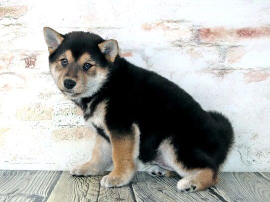 [#3211] Pogo - Black /Tan / White Male Shiba Inu Puppies For Sale
