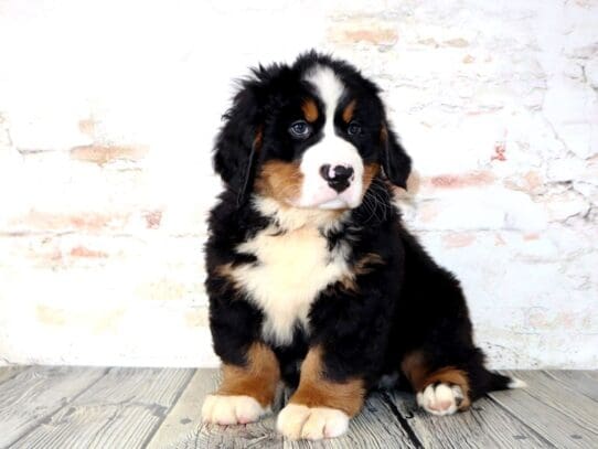 [#3215] Crush - Black /Tan/ White Male Bernese Mountain Dog Puppies For Sale