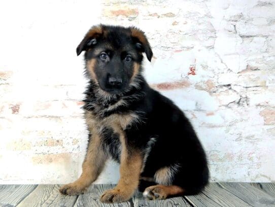 [#3218] Lana - Black / Tan Female German Shepherd Puppies For Sale