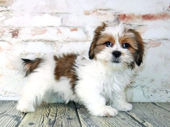 [#3219] Asher - Red Sable Male Lhasa Apso Puppies For Sale