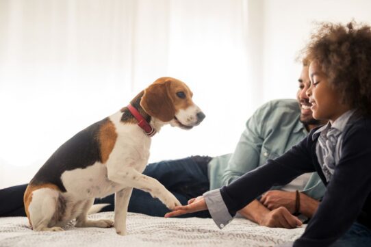 The 5 Best Dog Breeds for Families: Your Perfect Furry Companion Awaits!