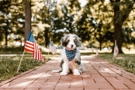 National Spoil Your Dog Day: Yes, They Deserve It (Every. Single. Day.)