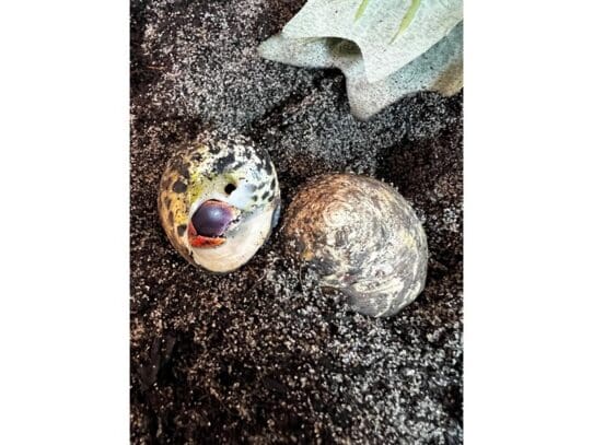 [#H001]  - common hermit crab Reptiles For Sale