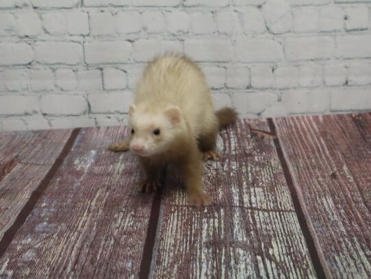 [#S001]  - Ferret Small Animals For Sale