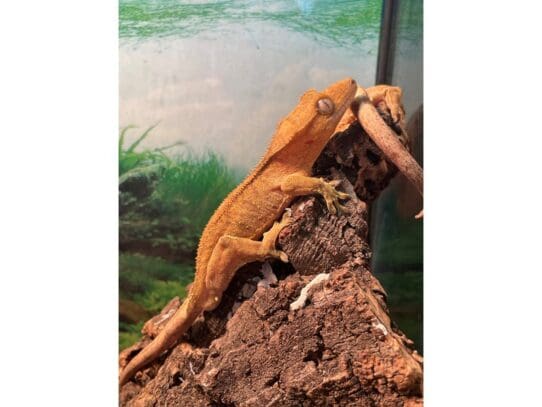 [#G018] Maverick - Male Crested Gecko Reptiles For Sale