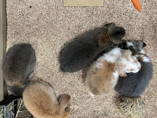 [#S002]  - Rabbit Small Animals For Sale