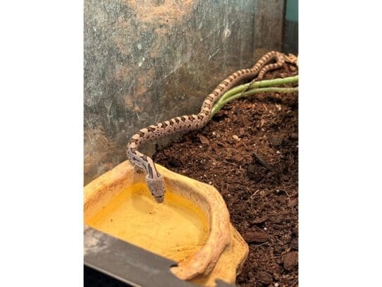 [#R084] Momoshiki - Tiger Rat Snake Reptiles For Sale