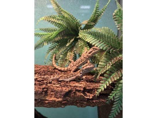 [#R085]  - Bearded Dragon Reptiles For Sale
