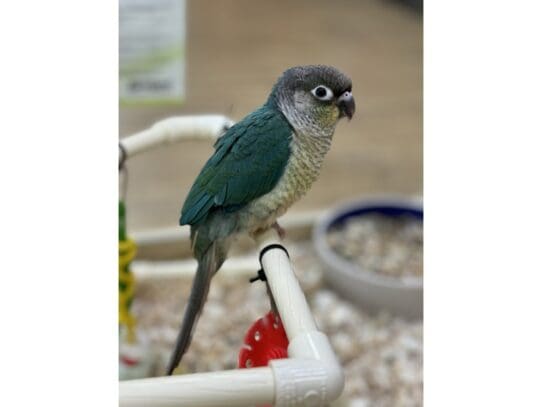 [#B004] Bix - Turquoise Conure Birds For Sale