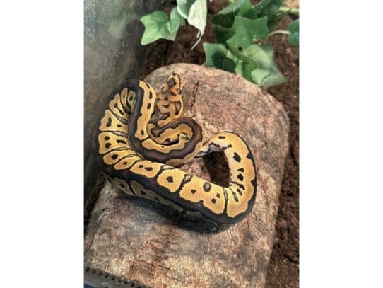 [#R088] Talulah - Female Ball Python Reptiles For Sale