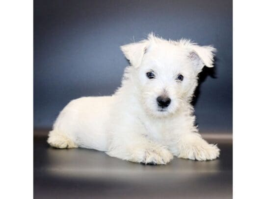 [#3127] Olaf - White Male West Highland White Terrier Puppies For Sale