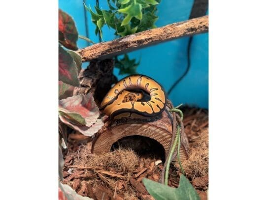 [#R030] Muffin - Female Ball Python Reptiles For Sale