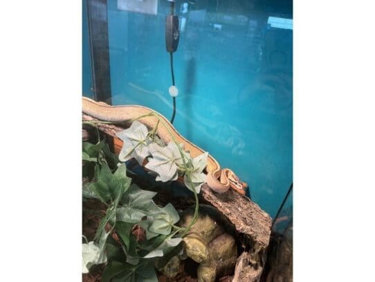 [#R031] Louie - Male Ball Python Reptiles For Sale
