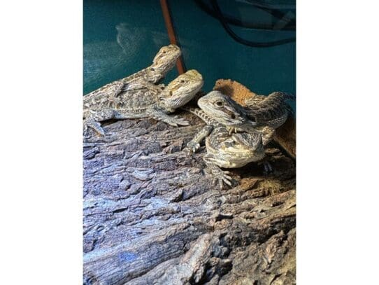[#R032]  - Citrus Bearded Dragon Reptiles For Sale