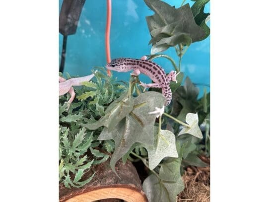 [#R033]  - Leopard Gecko Reptiles For Sale